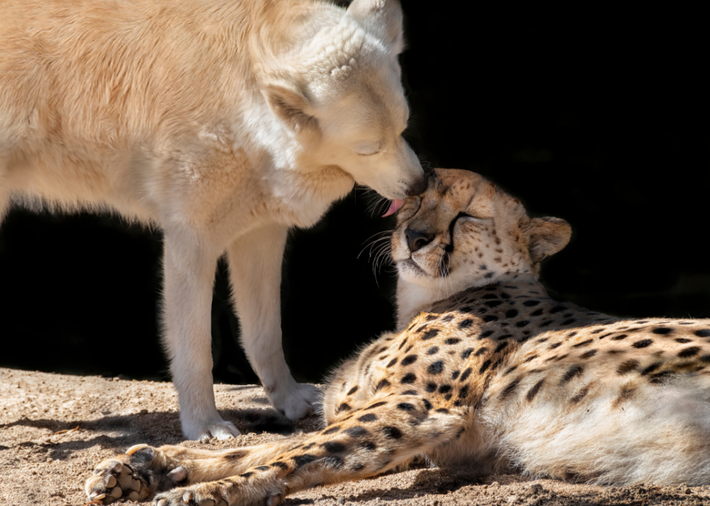 Cheetah and dog